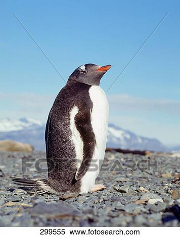 Gentoo Penguin (Pygoscelis papua) at coast, Antarctica View Large Photo Image Stock Photography - Gentoo Penguin (Pygoscelis papua) at coast, Antarctica . Fotosearch