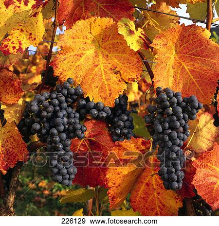 Grapes hanging on vine View Large Photo Image Stock Photo - Grapes hanging on vine . Fotosearch