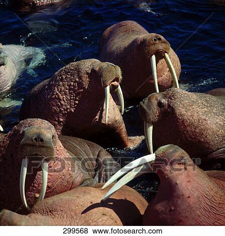 Group of Walrus (Odobenus rosmarus) swimming in water, Alaska, USA View Large Photo Image Stock Photo - Group of Walrus (Odobenus rosmarus) swimming in water, Alaska, USA . Fotosearch
