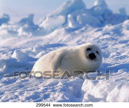 Picture - Harp Seal (Phoca groenlandica) in snow, Canada . Fotosearch