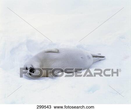 Harp Seal (Phoca groenlandica) in snow, Canada View Large Photo Image Stock Image - Harp Seal (Phoca groenlandica) in snow, Canada . Fotosearch