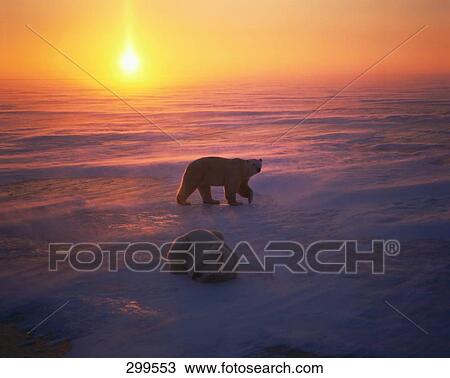 Harp Seal (Phoca groenlandica) with bear in snow, Canada View Large Photo Image Stock Image - Harp Seal (Phoca groenlandica) with bear in snow, Canada . Fotosearch
