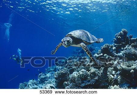Stock Photo - Hawksbill Turtle (Eretmochelys imbricata) swimming underwater, Maldives . Fotosearch