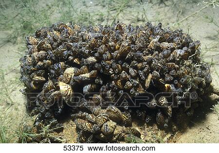 High angle view of freshwater mussels underwater, Austria, Europe View Large Photo Image Stock Photography - High angle view of freshwater mussels underwater, Austria, Europe . Fotosearch