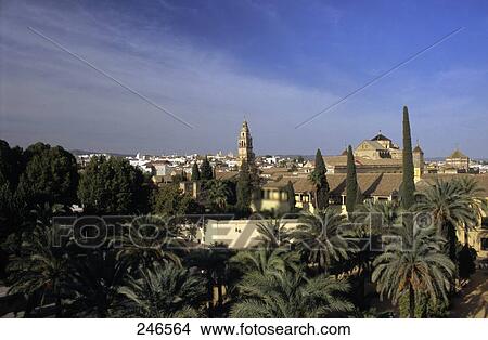 High angle view of palm trees in city, Cordoba, Andalusia, Spain View Large Photo Image Picture - High angle view of palm trees in city, Cordoba, Andalusia, Spain . Fotosearch