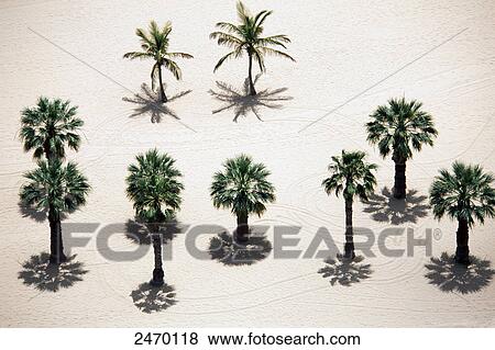 High angle view of palm trees on beach, Playa de las Teresitas Beach, Santa Cruz de Tenerife, Canary Islands, Spain View Large Photo Image Stock Photo - High angle view of palm trees on beach, Playa de las Teresitas Beach, Santa Cruz de Tenerife, Canary Islands, Spain . Fotosearch