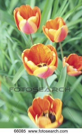 High angle view of tulips View Large Photo Image Stock Photography - High angle view of tulips . Fotosearch