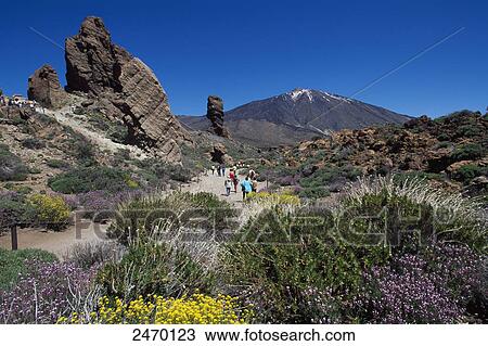 Hikers hiking, Pico De Teide, Tenerife, Canary Islands, Spain View Large Photo Image Stock Image - Hikers hiking, Pico De Teide, Tenerife, Canary Islands, Spain . Fotosearch