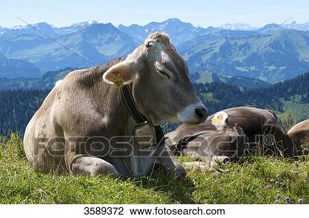 Stock Image - Hochgrat near Oberstaufen, Allgaeu Alps, Bavaria, Germany, Europe . Fotosearch