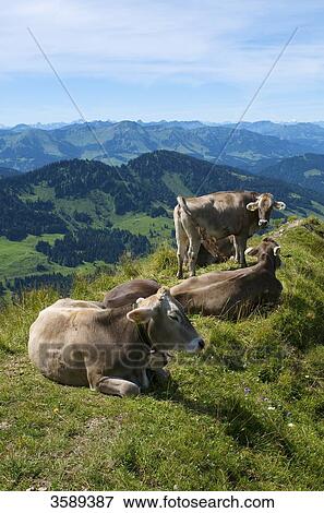 Stock Photo - Hochgrat near Oberstaufen, Allgaeu Alps, Bavaria, Germany, Europe . Fotosearch