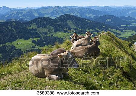 Hochgrat near Oberstaufen, Allgaeu Alps, Bavaria, Germany, Europe View Large Photo Image Stock Photo - Hochgrat near Oberstaufen, Allgaeu Alps, Bavaria, Germany, Europe . Fotosearch