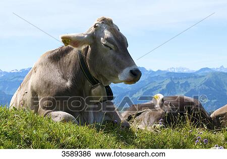 Hochgrat near Oberstaufen, Allgaeu Alps, Bavaria, Germany, Europe View Large Photo Image Stock Photograph - Hochgrat near Oberstaufen, Allgaeu Alps, Bavaria, Germany, Europe . Fotosearch