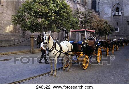 Horse drawn carriages in front of cathedral, Seville Cathedral, Andalusia, Spain View Large Photo Image Stock Image - Horse drawn carriages in front of cathedral, Seville Cathedral, Andalusia, Spain . Fotosearch