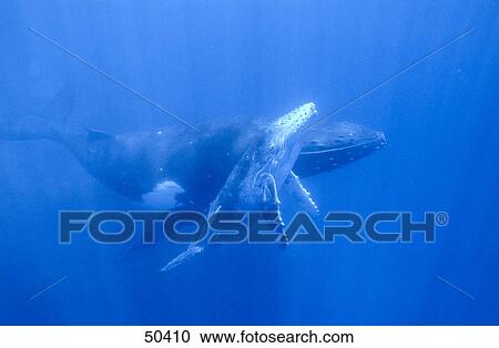 Stock Image - Humpback whale (Megaptera novaeangliae) swimming with its young ones underwater, Tonga Islands . Fotosearch