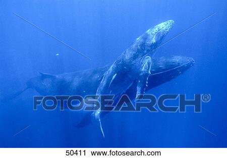 Stock Image - Humpback whale (Megaptera novaeangliae) swimming with its young ones underwater, Tonga Islands . Fotosearch