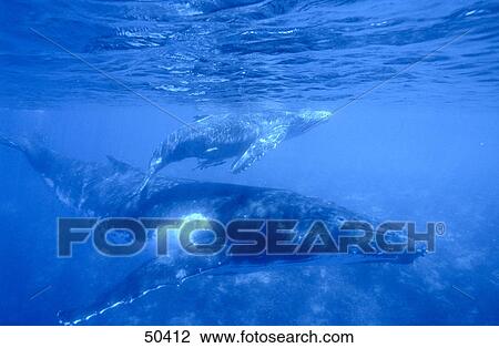 Stock Image - Humpback whale (Megaptera novaeangliae) swimming with its young ones underwater, Tonga Islands . Fotosearch