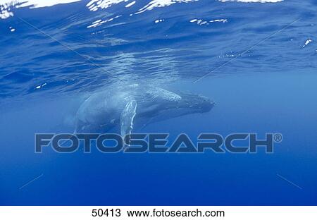 Humpback whale (Megaptera novaeangliae) swimming with its young ones underwater, Tonga Islands View Large Photo Image Stock Image - Humpback whale (Megaptera novaeangliae) swimming with its young ones underwater, Tonga Islands . Fotosearch