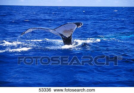 Humpback whale (Megaptera Novaeangliae) breaching in sea, Tonga Islands View Large Photo Image Stock Photograph - Humpback whale (Megaptera Novaeangliae) breaching in sea, Tonga Islands . Fotosearch