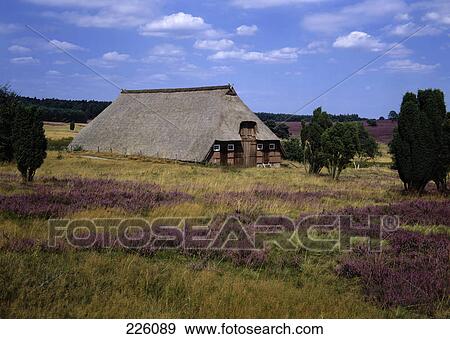 Hut on rural landscape, Lueneburg Heath, Germany View Large Photo Image Stock Photo - Hut on rural landscape, Lueneburg Heath, Germany . Fotosearch