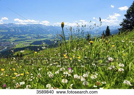 Stock Image - Immenstadt im Allgaeu, Bavaria, Germany, Europe . Fotosearch