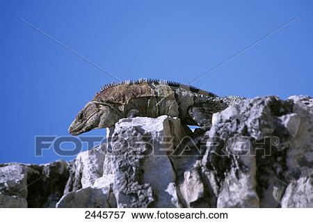 Low angle view of iguana on rock, Quintana Roo, Tulum, Yucatan Peninsula, Mexico View Large Photo Image Stock Photo - Low angle view of iguana on rock, Quintana Roo, Tulum, Yucatan Peninsula, Mexico . Fotosearch