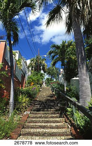 Low angle view of plants at both sides of staircase, Charlotte Amalie, St Thomas, Leeward Islands, US Virgin Islands View Large Photo Image Stock Photo - Low angle view of plants at both sides of staircase, Charlotte Amalie, St Thomas, Leeward Islands, US Virgin Islands . Fotosearch