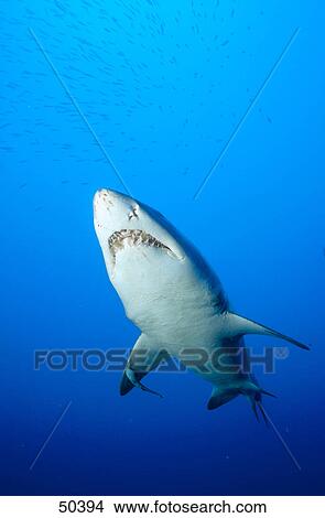 Picture - Low angle view of Sand tiger shark (Carcharias taurus) swimming underwater, North Carolina, USA . Fotosearch