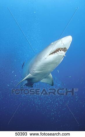 Low angle view of Sand tiger shark (Carcharias taurus) swimming underwater, North Carolina, USA View Large Photo Image Stock Image - Low angle view of Sand tiger shark (Carcharias taurus) swimming underwater, North Carolina, USA . Fotosearch