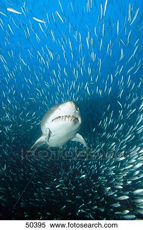 Low angle view of Sand tiger shark (Carcharias taurus) and fish swimming underwater, North Carolina, USA View Large Photo Image Stock Photography - Low angle view of Sand tiger shark (Carcharias taurus) and fish swimming underwater, North Carolina, USA . Fotosearch