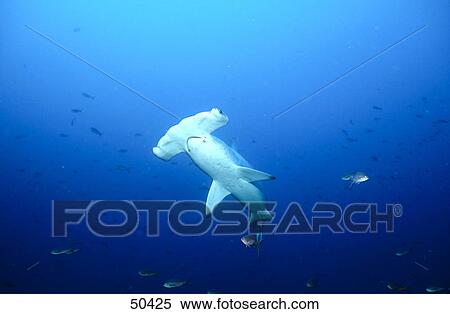 Low angle view of Scalloped hammerhead (Sphyrna lewini) swimming underwater, Galapagos, Ecuador View Large Photo Image Stock Photography - Low angle view of Scalloped hammerhead (Sphyrna lewini) swimming underwater, Galapagos, Ecuador . Fotosearch
