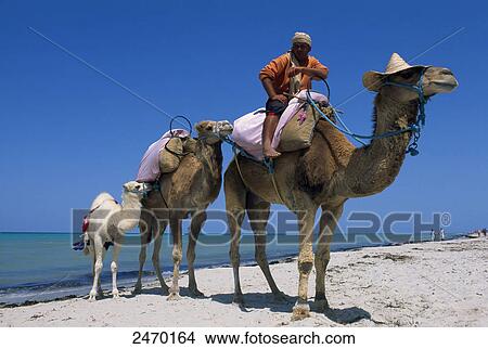 Picture - Man riding camel on beach, Sidi Mahres, Djerba, Tunisia . Fotosearch