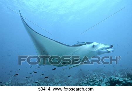 Picture - Manta Ray (Manta birostris) swimming underwater, Maldives . Fotosearch