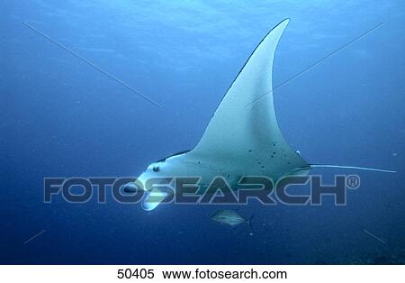 Manta Ray (Manta birostris) swimming underwater, Maldives View Large Photo Image Stock Photography - Manta Ray (Manta birostris) swimming underwater, Maldives . Fotosearch