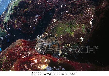 Stock Image - Marine Iguana (Amblyrhynchus cristatus) underwater . Fotosearch
