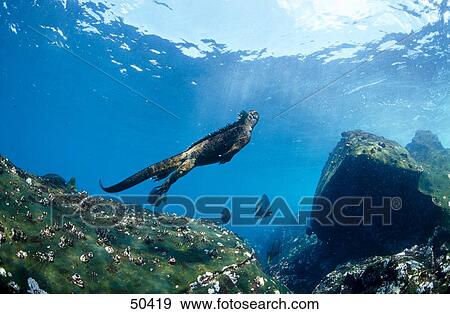 Stock Photo - Marine Iguana (Amblyrhynchus cristatus) swimming underwater . Fotosearch
