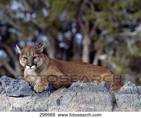 Stock Photo - Mountain lion (Felis Concolor) resting on rock, Utah, USA . Fotosearch