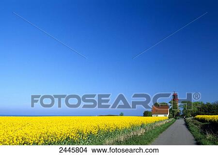 Picture - Oilseed rape (Brassica napus) flowers in field with lighthouse in background, Staberhuk Lighthouse, Fehmarn, Schleswig-Holstein, Germany . Fotosearch