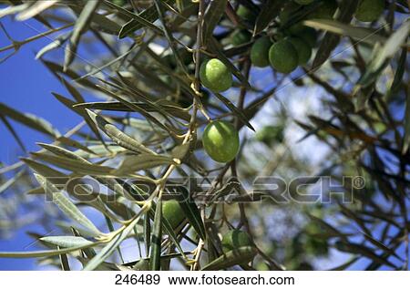 Olives growing on tree View Large Photo Image Stock Photo - Olives growing on tree . Fotosearch