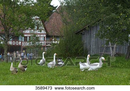 Stock Image - Open-air museum, Wolfegg, Baden-Württemberg, Deutschland, Europa . Fotosearch
