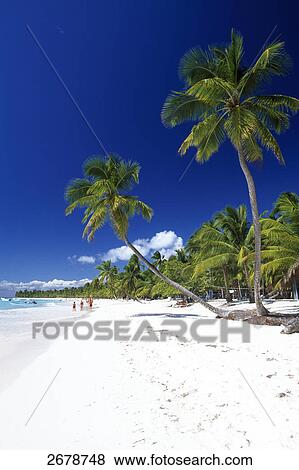Palm trees and tourists on beach, Saona Island, Parque Nacional del Este, Punta Cana, Hispaniola, Dominican Republic View Large Photo Image Stock Photo - Palm trees and tourists on beach, Saona Island, Parque Nacional del Este, Punta Cana, Hispaniola, Dominican Republic . Fotosearch