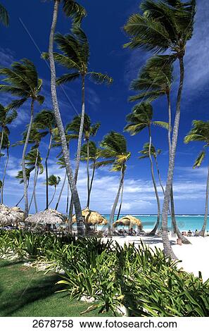 Stock Photo - Palm trees and tourists on beach, Bavaro, Punta Cana, Hispaniola, Dominican Republic . Fotosearch