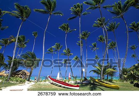 Palm trees and tourists on beach, Bavaro, Punta Cana, Hispaniola, Dominican Republic View Large Photo Image Stock Photo - Palm trees and tourists on beach, Bavaro, Punta Cana, Hispaniola, Dominican Republic . Fotosearch