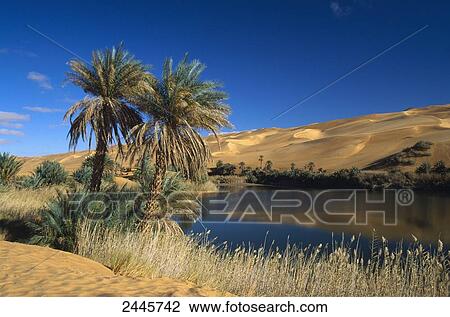 Palm trees at lakeside in desert, Um el Ma Lake, Oasis, Sahara Desert, Libya View Large Photo Image Stock Image - Palm trees at lakeside in desert, Um el Ma Lake, Oasis, Sahara Desert, Libya . Fotosearch