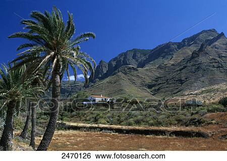 Stock Photograph - Palm trees in field with house in background, Gran Canaria, Canary Islands, Spain . Fotosearch
