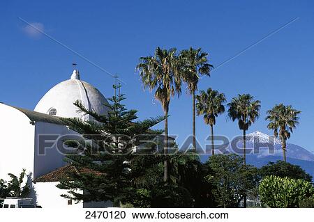 Stock Image - Palm trees in front of building, San Pedro de Alcantara, El Sauzal, Tenerife, Canary Islands, Spain . Fotosearch