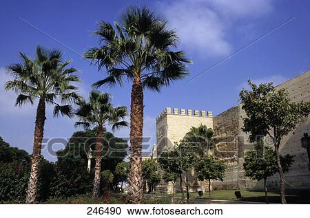 Stock Image - Palm trees in front of castle, Jerez De La Frontera, Cadiz, Andalusia, Spain . Fotosearch