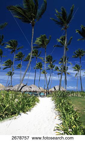Stock Photo - Palm trees on beach, Bavaro, Punta Cana, Hispaniola, Dominican Republic . Fotosearch