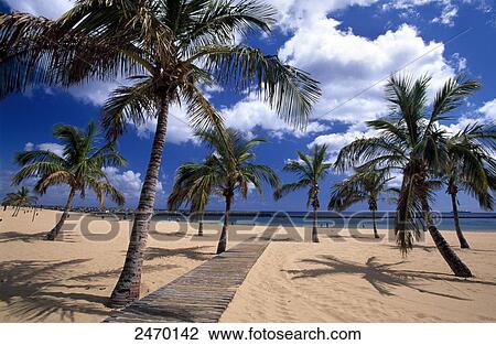 Palm trees on beach, Playa de Las Teresitas, San Andres, Santa Cruz de Tenerife, Tenerife, Canary Islands, Spain View Large Photo Image Stock Image - Palm trees on beach, Playa de Las Teresitas, San Andres, Santa Cruz de Tenerife, Tenerife, Canary Islands, Spain . Fotosearch