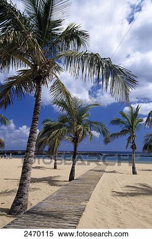 Stock Photography - Palm trees on beach, Playa de Las Teresitas, San Andres, Santa Cruz de Tenerife, Tenerife, Canary Islands, Spain . Fotosearch