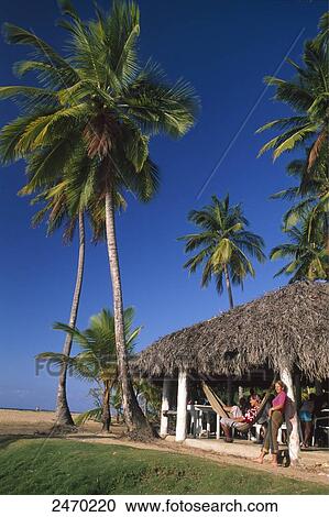 Stock Image - Palm trees on island, Hispaniola, Greater Antilles, Las Terrenas, Samana, Dominican Republic . Fotosearch